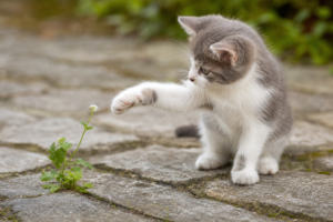 kitten plays with flower