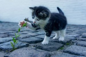 Gray and white kitten with one paw raised playing with a green weed growing out between the mortar of paving stones.